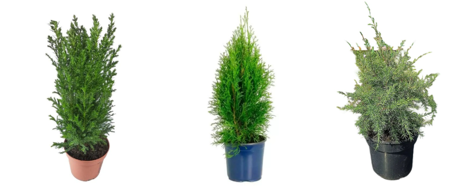 На фото: кипарисовик, туя, можжевельник в контейнерах. Эти растения выглядят эффектно, но не приспособлены к суровым зимам Центральной России и Сибири.