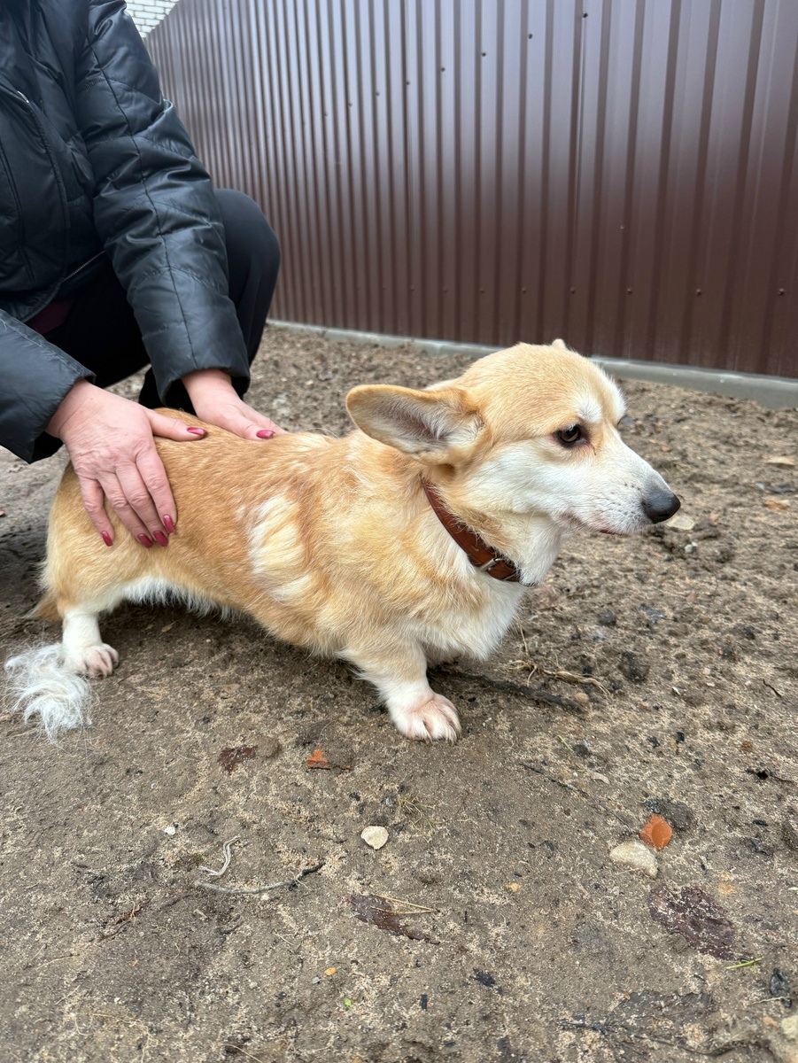    «Лежала среди пакетов»: горожане спасли корги, которую заводчики выбросили в помойку