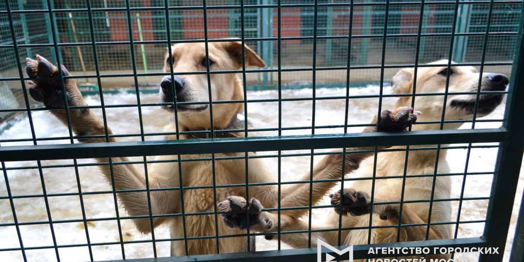 Москвичи могут помочь бездомным животным через благотворительный сервис на сайте мэра
