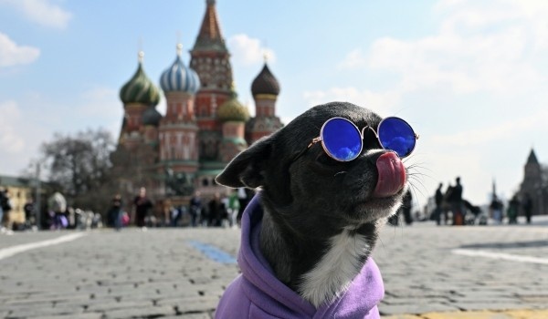 фото: РИА Новости/Илья Питалев