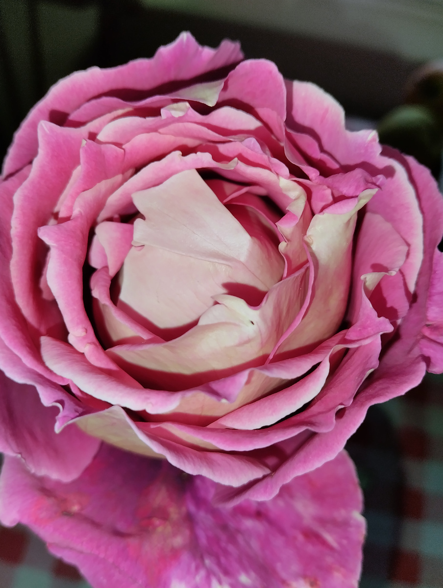 Фото автора. Такую розу я хочу вырастить. Посадила черенки и этого сорта.