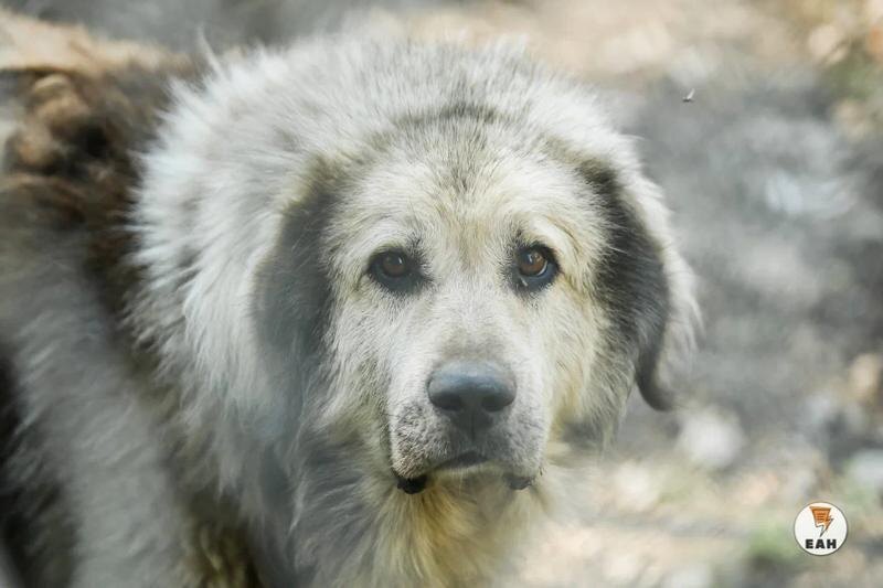    ЕАН. Бездомная собака