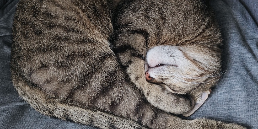 Кошачий клубок: милый ритуал или природный "термос" – разбираем привычку