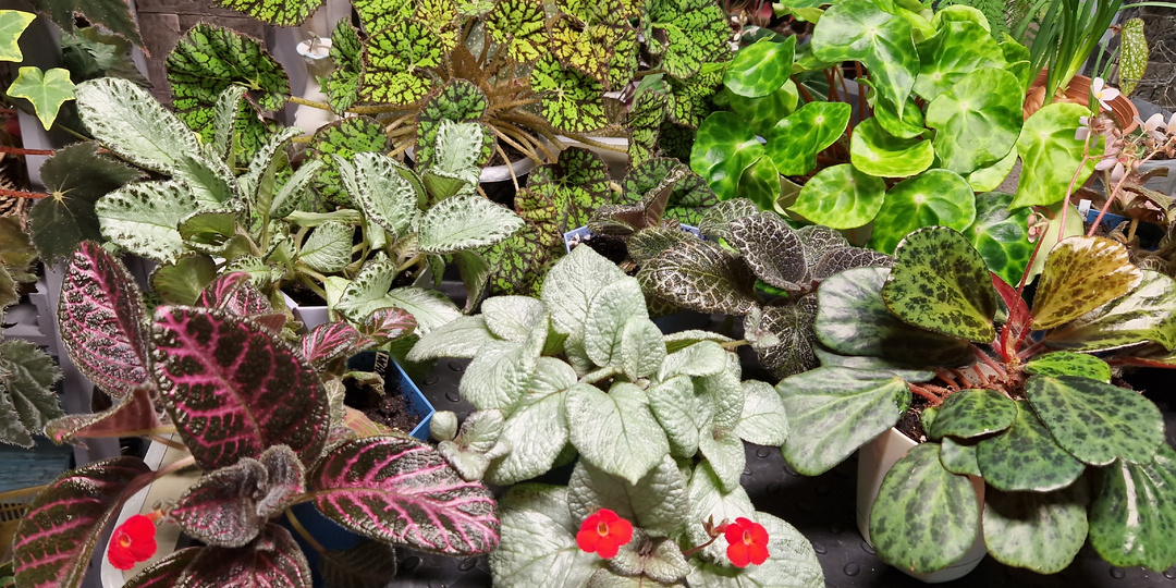 ЭПИСЦИЯ. Моя молодая коллекция. Трансформация БЫЛО\СТАЛО и чем 💚 успокоится!