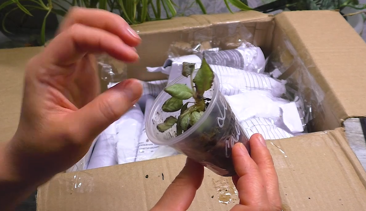 Вид и состояние некоторых эписций при распаковке. Кадр из видео. Апрель 2025 г.