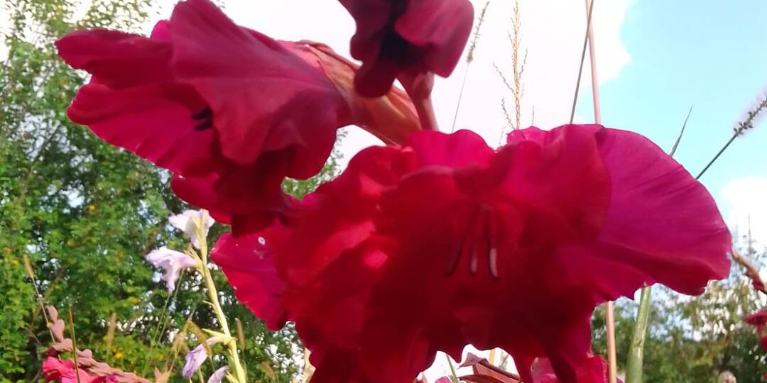 Гладиолус «Оскар» (Gladiolus Oscar): королевский цветок для вашей клумбы