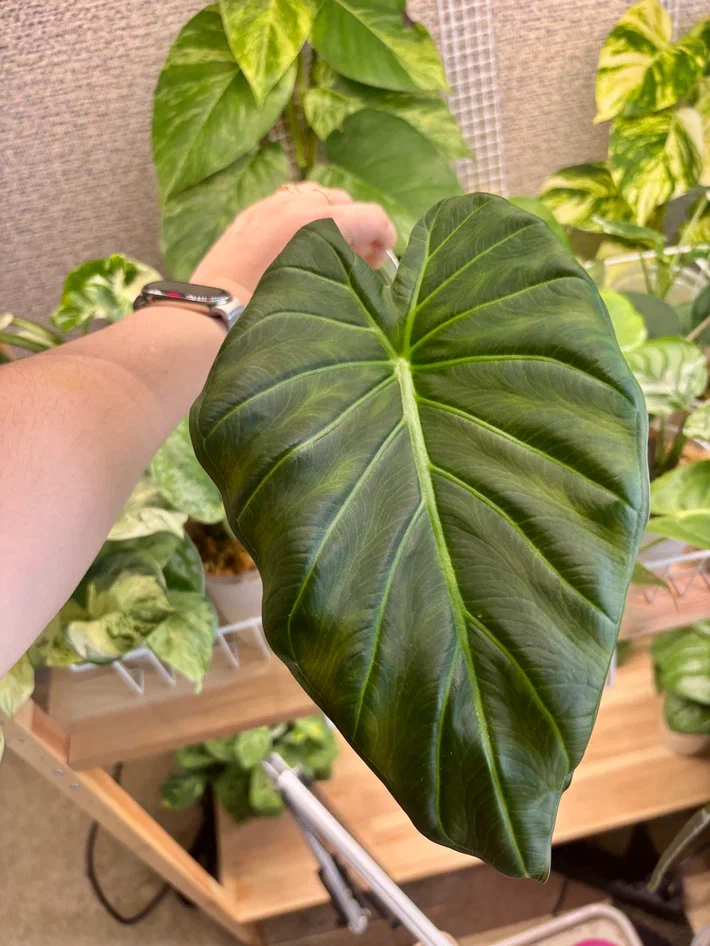 Вот самый первый лист у моего Регал Шилдс, который является стволовой деткой.