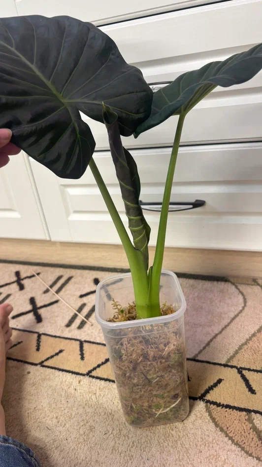 Состояние растения на 14 октября