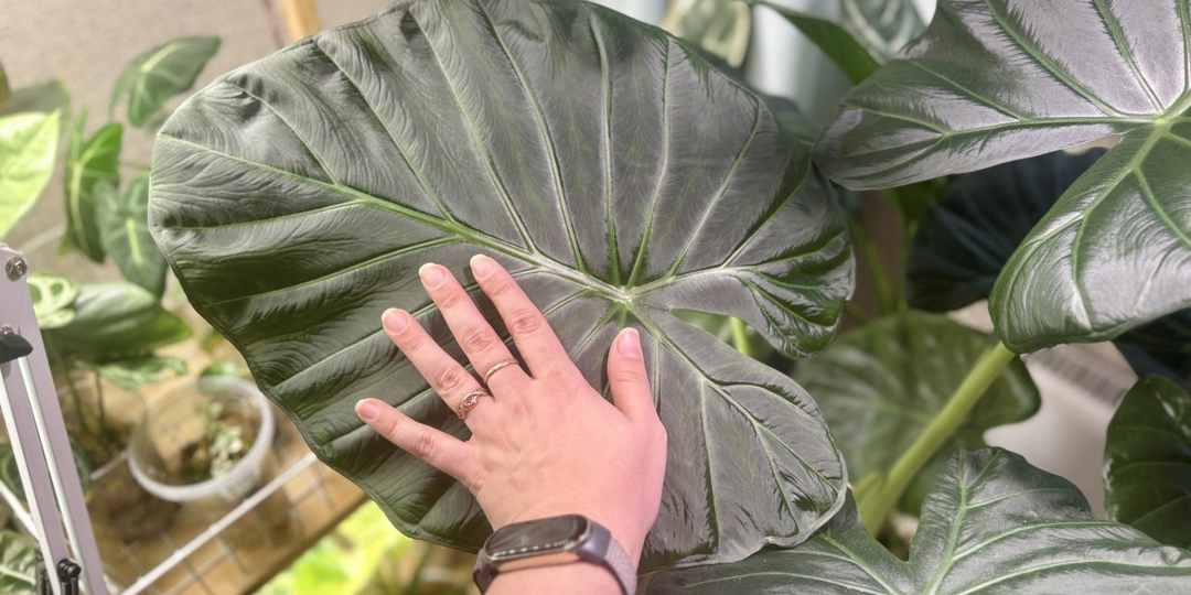 Как растёт алоказия Регал Шилдс: итоги за 3 месяца