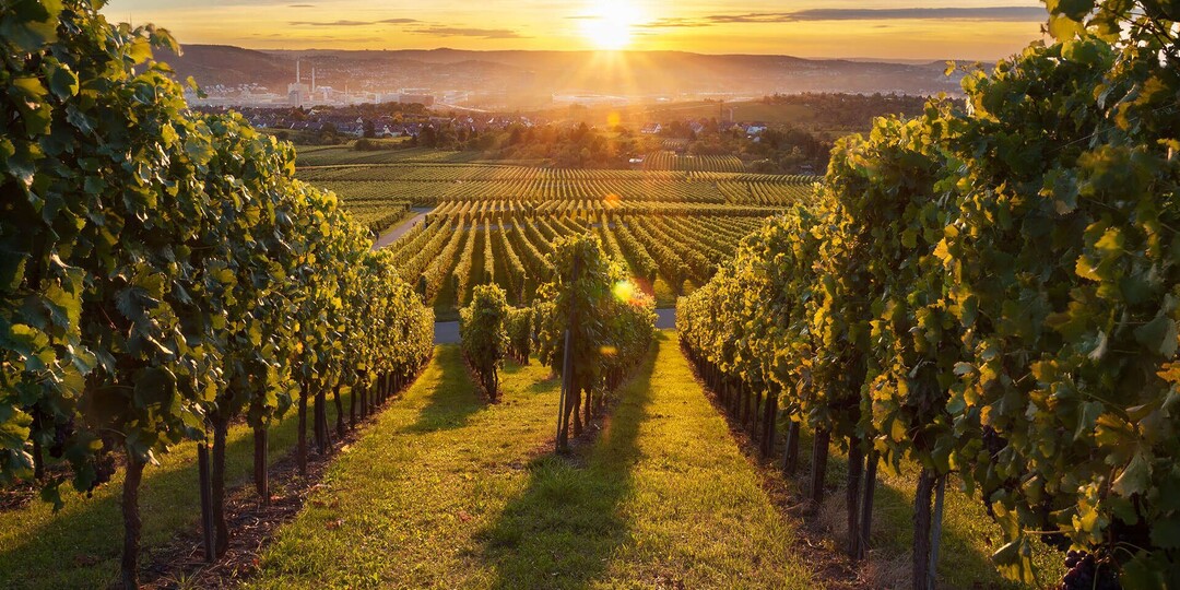 Киндзмараули — вино, которое создано, чтобы влюблять