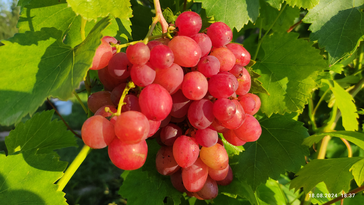 Дынька ее вкус никого не оставит равнодушным