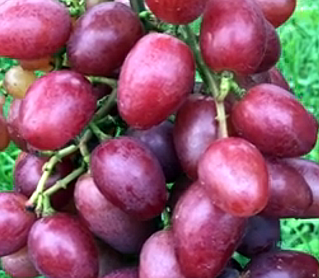 Думаю, красота Полонез-50 мало кого оставит равнодушным