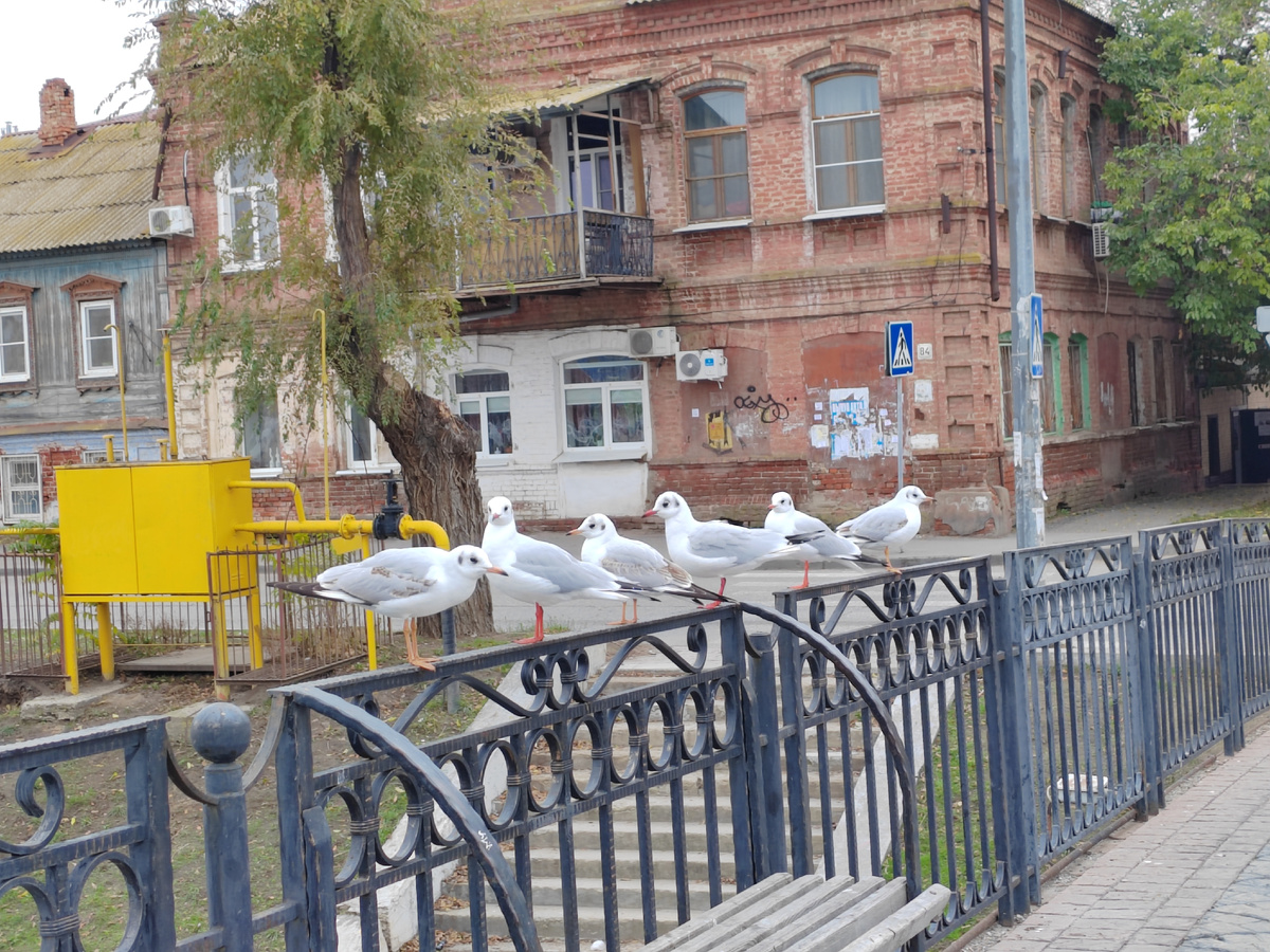 Мост пешеходный Татарский. г. Астрахань. 2025 г. Фото Бекмурзаевой С.