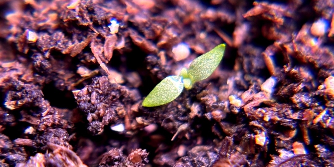 Что происходит с эустомой на 5, 10, 12 день после посева.