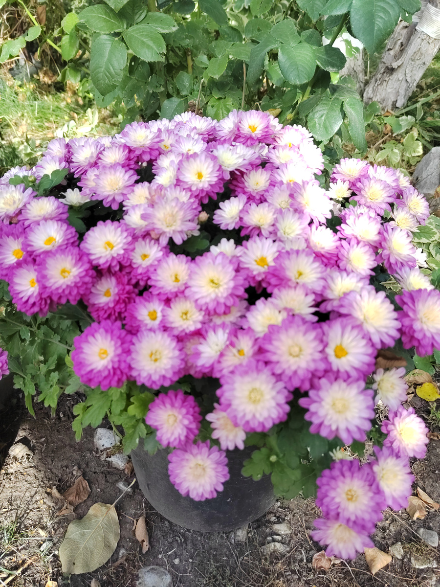 Мультифлора 