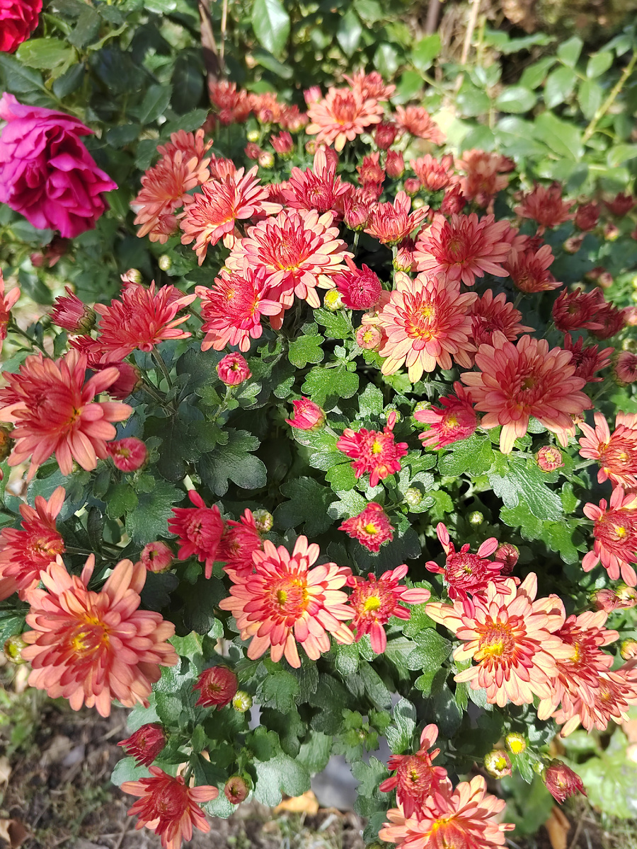 Хризантема мультифлора.