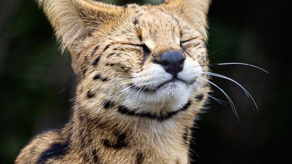 Сервалы: большие кошки для тех, кто любит большие перемены в доме