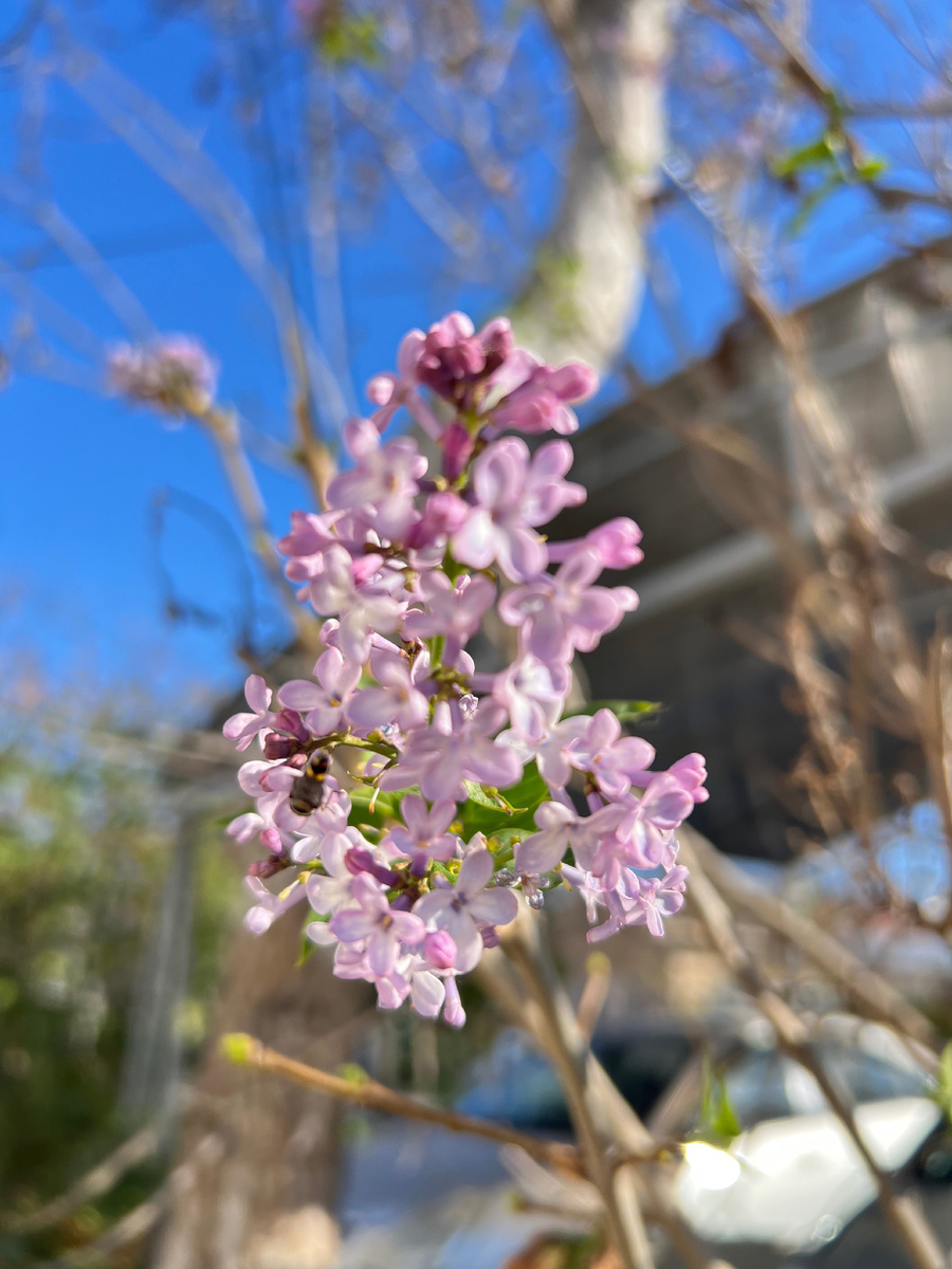 В Анапе зацвела сирень в декабре. Не обильно, но цветет 