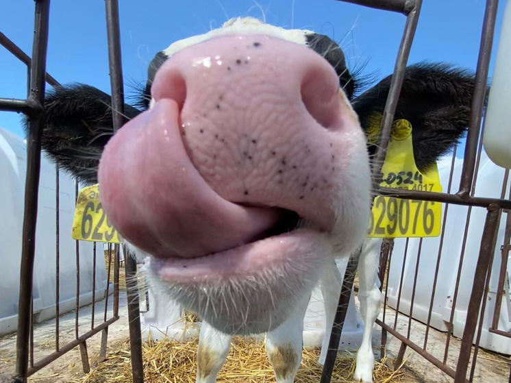     Фото: "МК в Калуге"