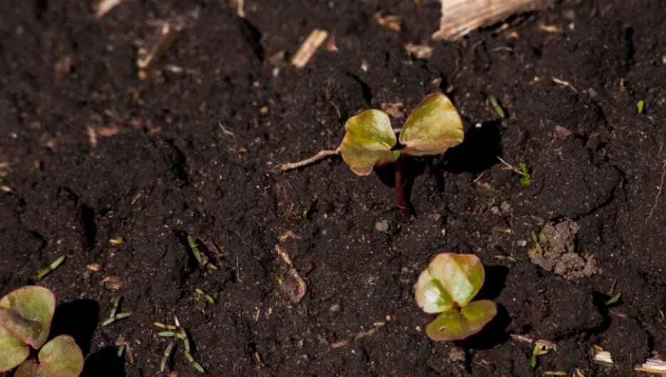    Ростки. Фото: Дарья Беркетова Анна Камалова