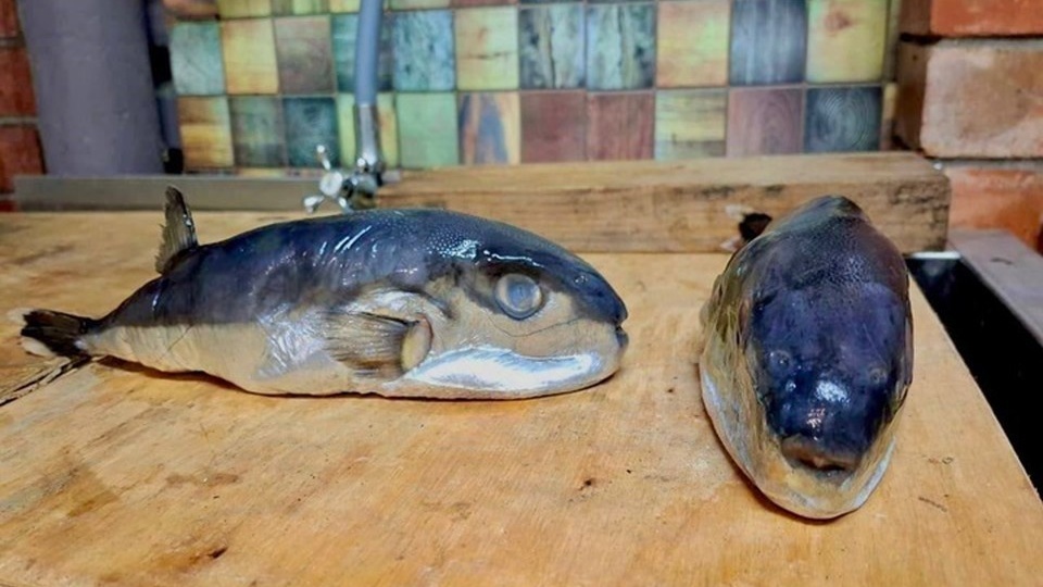 «Рыба-убийца в кубанском магазине - это не случайность, а ЧП!» Эколог считает, что ядовитый иглобрюх на прилавке появился намеренно