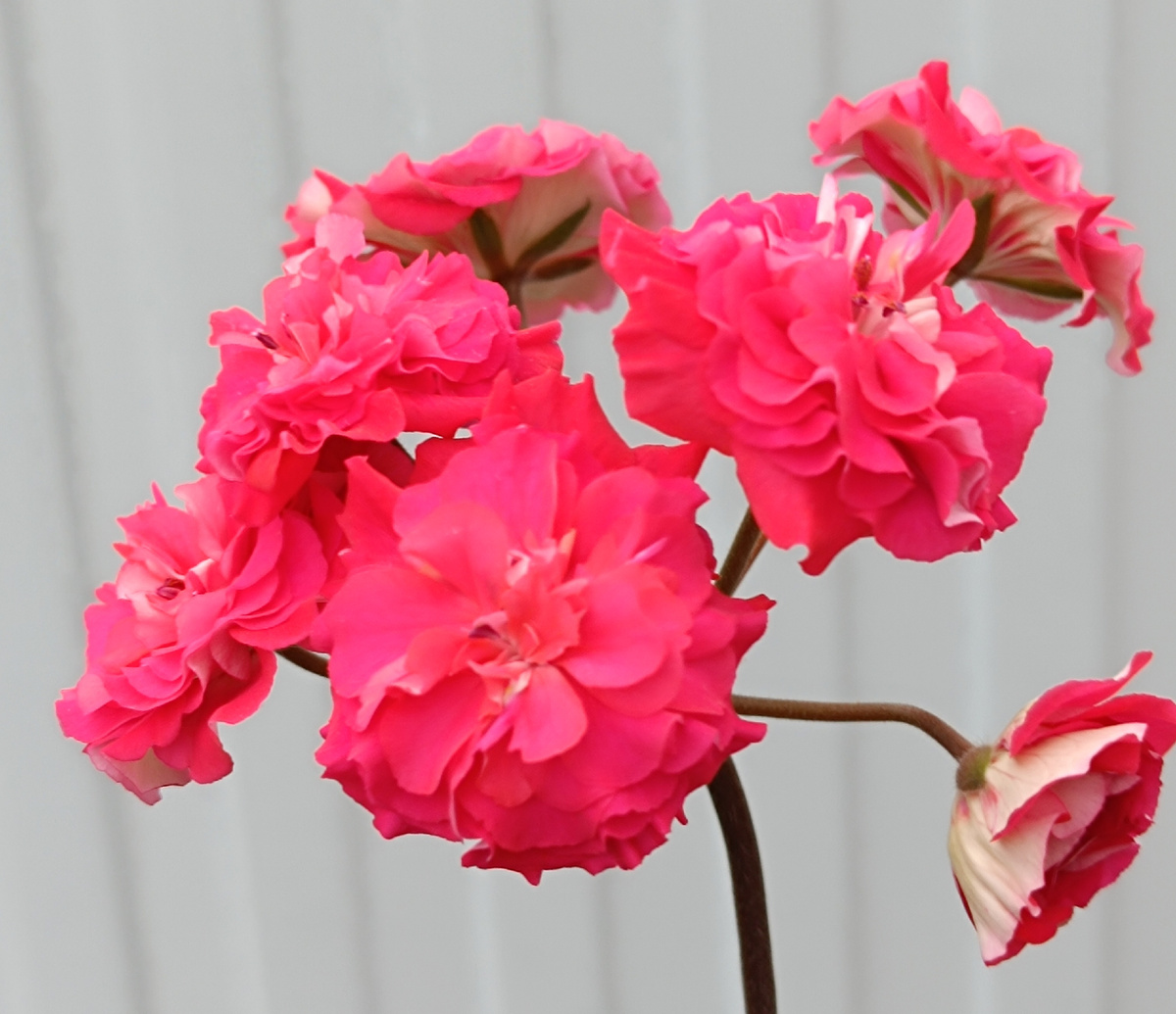 СиМ Ваше Величество 