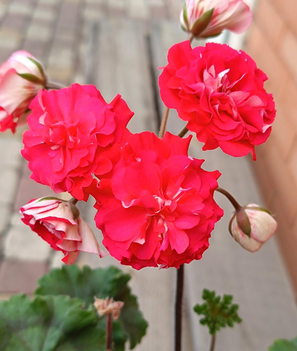 СиМ Ваше Величество 