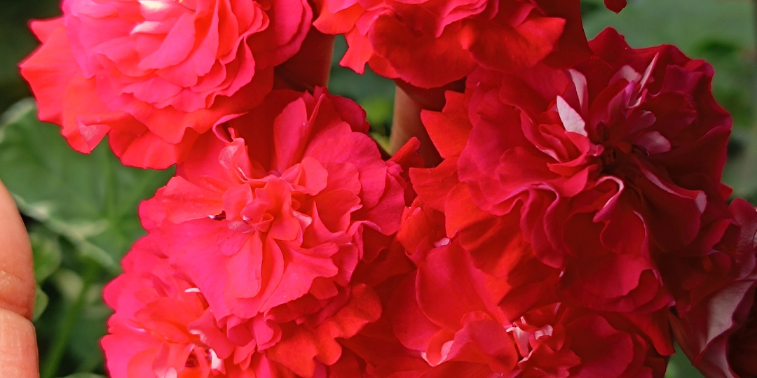 СиМ Ваше Величество