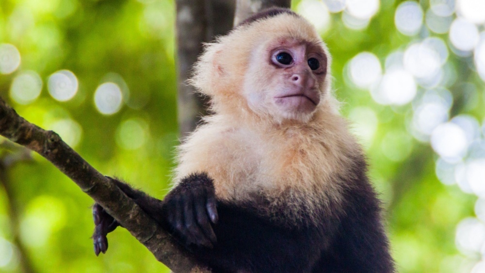     Фото: Matyas Rehak/Shutterstock/FOTODOM