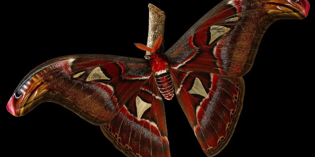 Лондонское Королевское общество подвело итоги конкурса научных фотографий