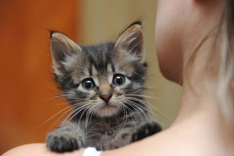    Шаловливый котенок лишился работы из-за игры с полотенцем: хвостатый затопил котокафе Олег РУКАВИЦЫН