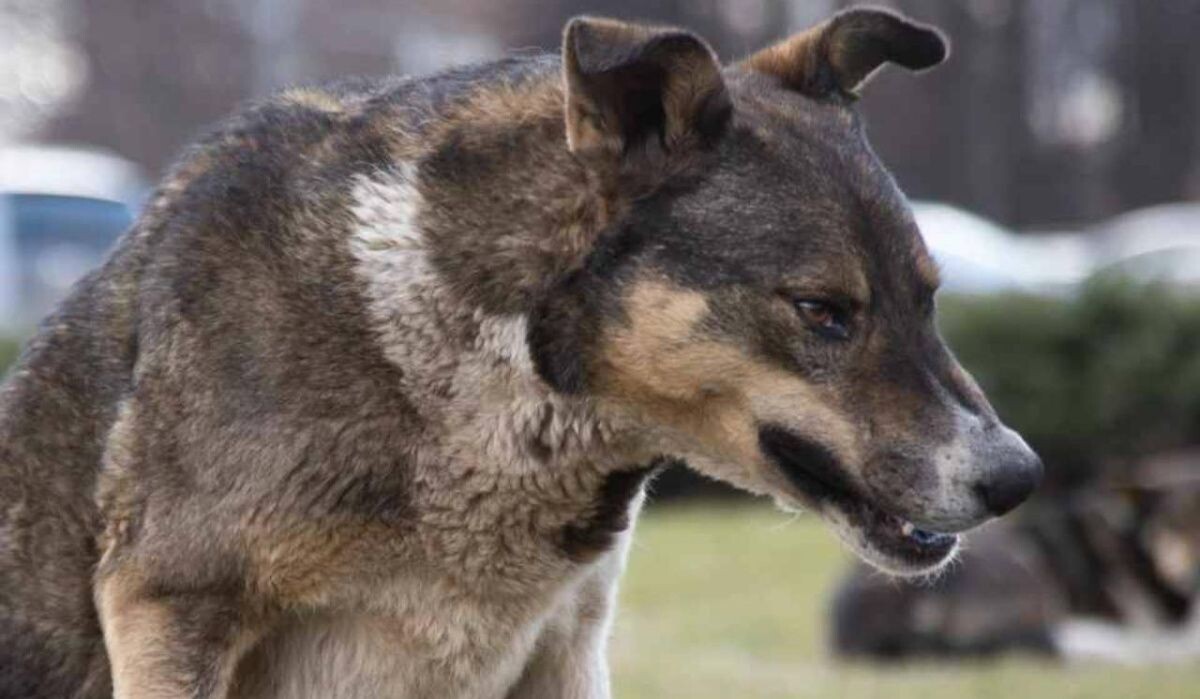     Собака. Источник: omsk.kp.ru Автор фото: Николай Оберемченко