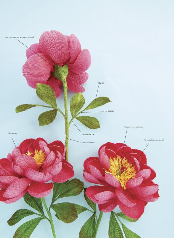 Анатомия бумажных цветов