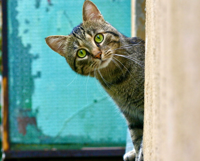 Пути древних кошек