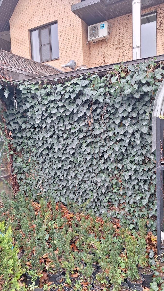 Плющ после того как види листики упали
