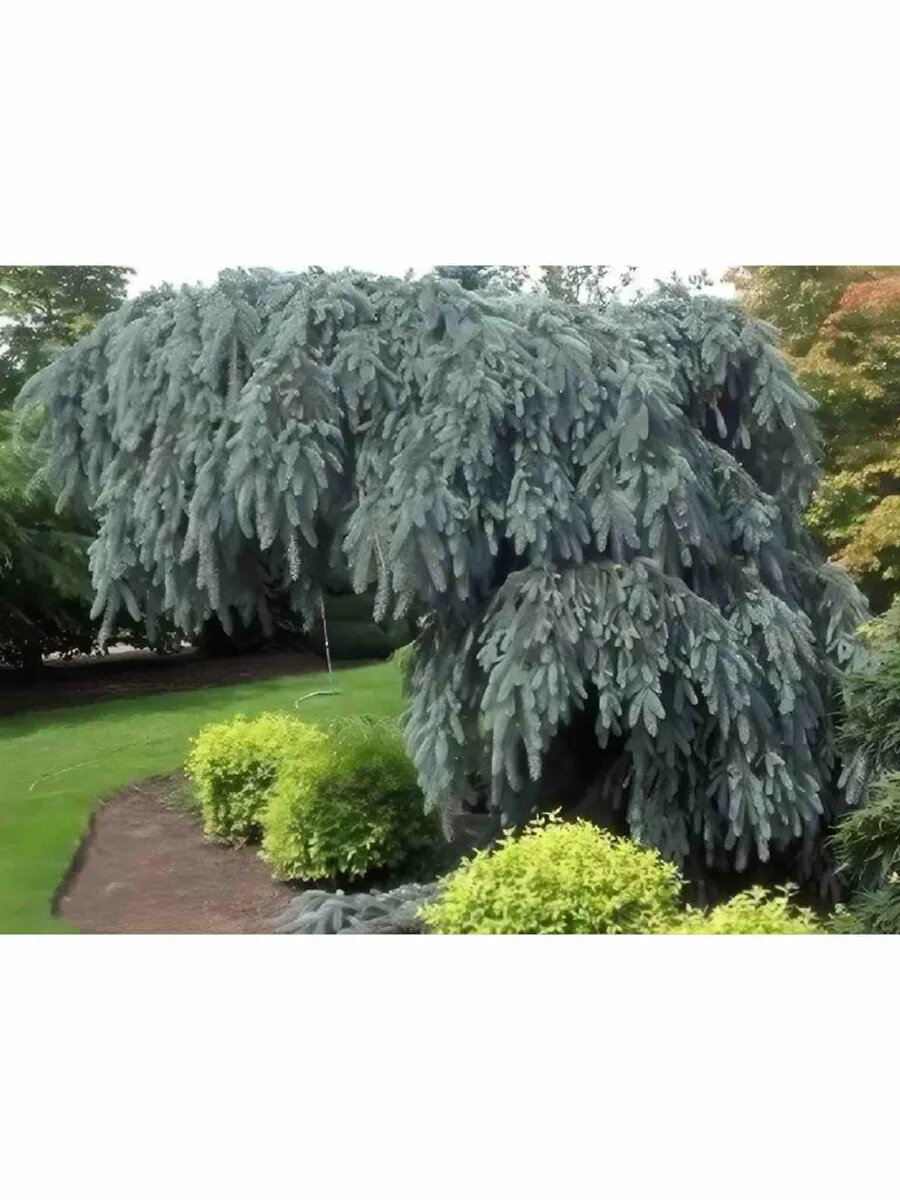 фото взято из карточки продавца на ВБ