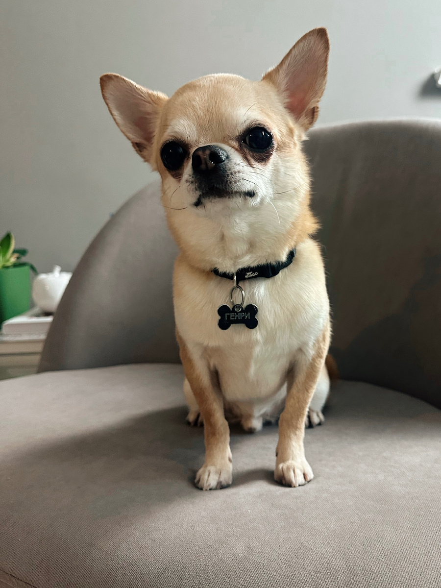 Этот малыш впадает в глубочайшую депрессию, как только выходит на улицу. Он любит снег и даже в костюме и ботинках гуляет в снежную погоду с удовольствием. Сейчас же, если вы видели нас с ним на улице, то наверное заметили, что он плетется со скоростью гейши в кимоно и сандалиях гэта. Хочется сразу спросить «Что же ты не весел, что ты голову повесил?»