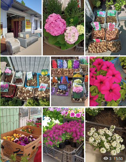 Рудбекия – канал про цветы. Алиссум. Петунии. Анютины глазки.