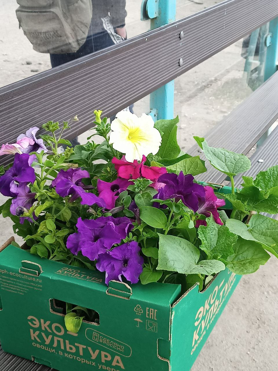 Рудбекия – канал про цветы. Петунии едут домой.