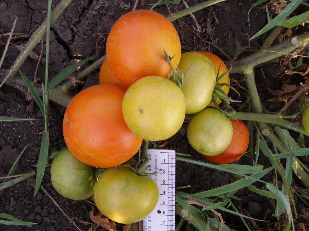    Новогодний. Фото: АиФ/ Денис Терентьев