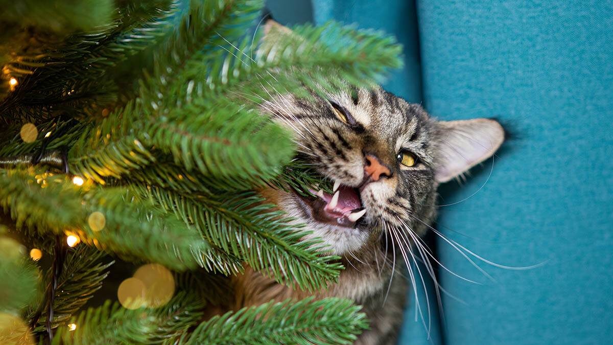    Фото: Shutterstock