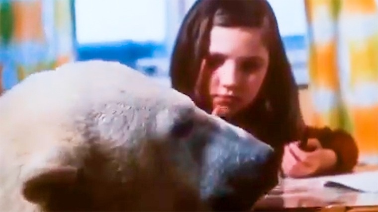 Как медведица жила в квартире и играла с детьми: удивительная история Айки из Норильска