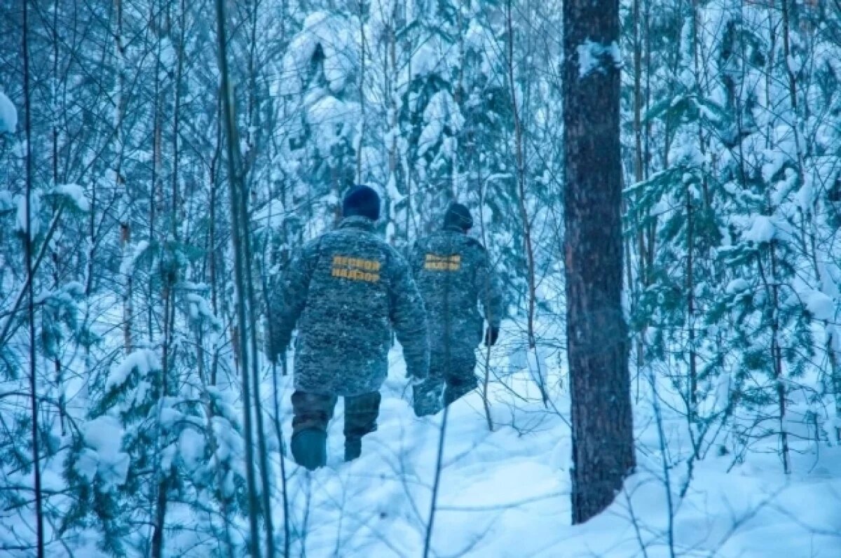    В ЯО патрулируют леса, чтобы предотвратить незаконную рубку елей