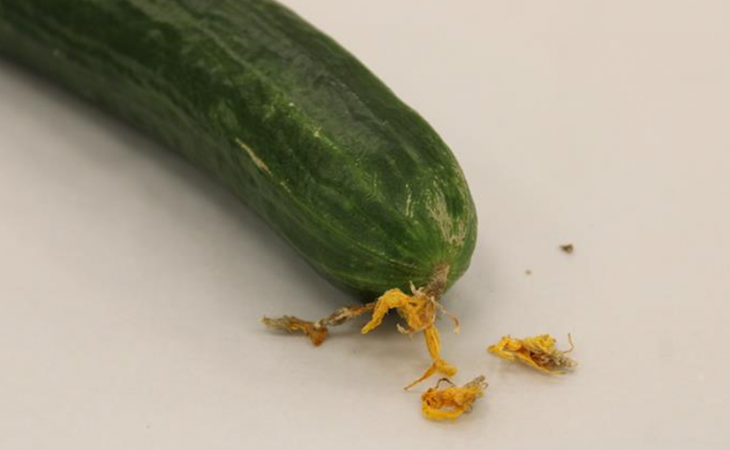 Огурец. Фото: ЦОК АПК