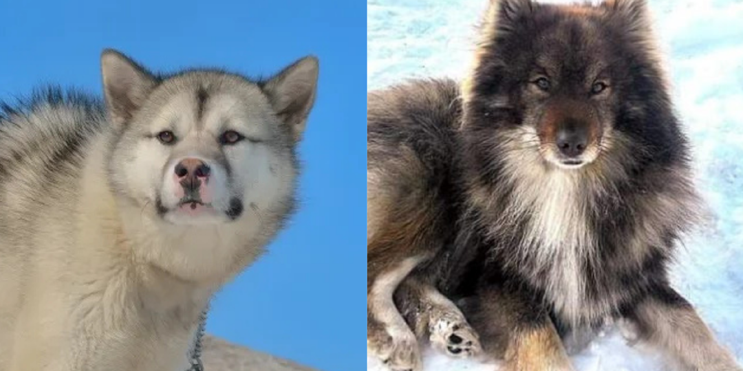 Северные красавцы: 7 пород, для езды и охоты