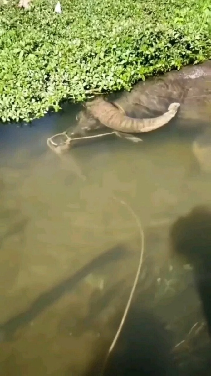    Подводный гигант: азиатский буйвол может плавать под водой 5 минут