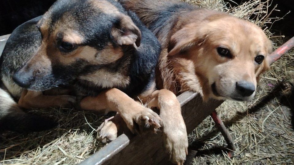 Новости о Мильде. Хвостики ещё голодные.. еды нет 🙏😔