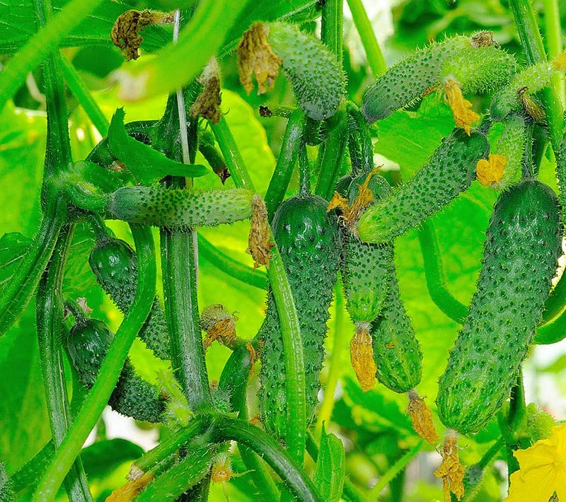 Фото: огурец Алтайский пучок