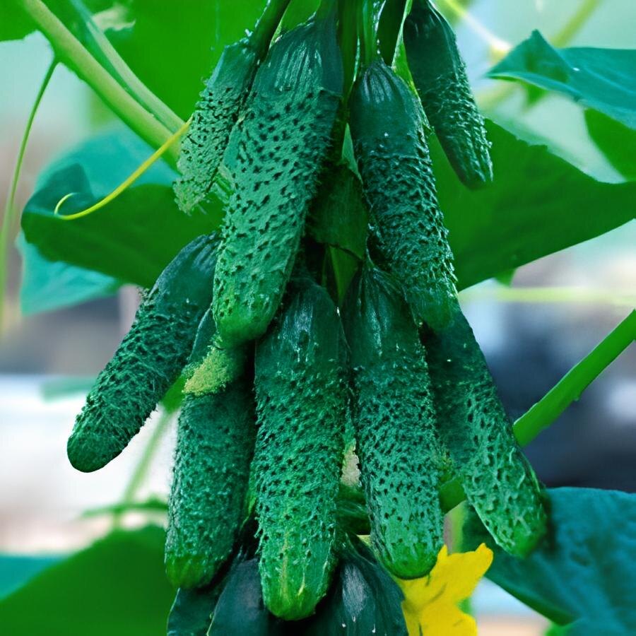 Фото: огурец Пучковый урожай