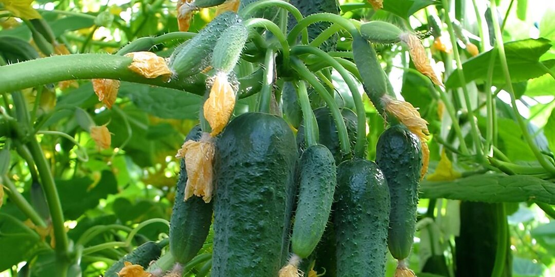Как выбрать идеальный сорт огурцов: как не запутаться при покупке семян.